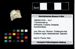 Foto (Objekt + Etikett) von ? Goniodromites sp.  (NHMW-GEO-1990-0041-4758)